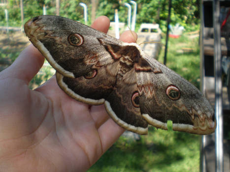 Moth - Saturnia pyri