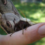 Cute Moth :)  Saturnia pyri
