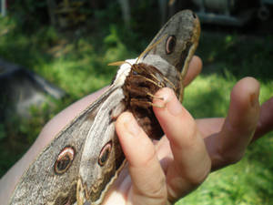 Saturnia Pyri