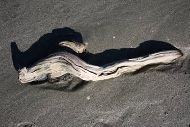 Driftwood 1