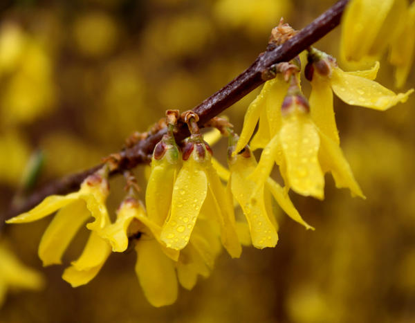 Wet Yellowbells