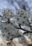 White and Delicate by druideye