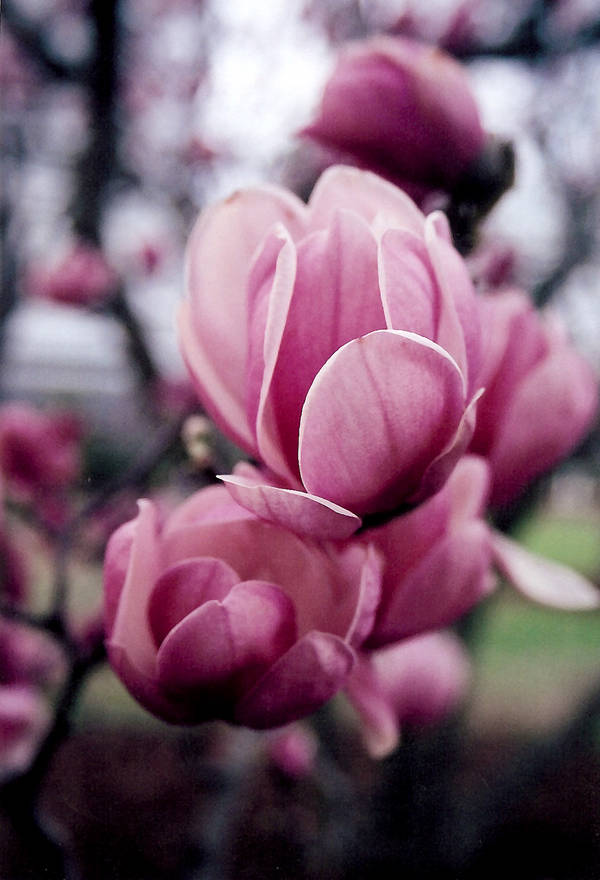 Pink Petals by druideye