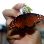 Butterfly in Hand