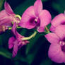 Orchid Cluster