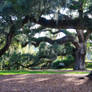 Live Oak Allee'