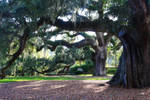 Live Oak Allee' by druideye