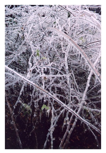 Icy Vines 1