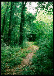 Summer Saluda Path