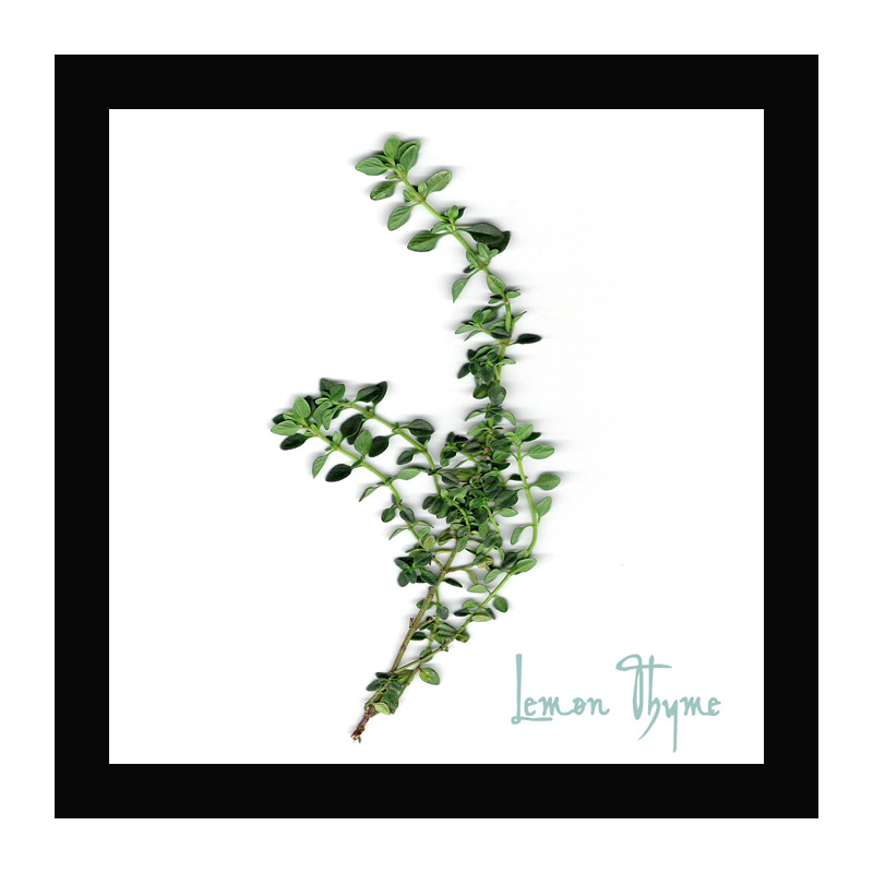 Coaster Series - Lemon Thyme