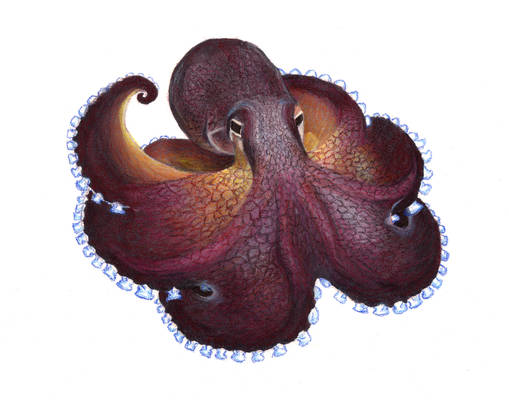 Coconut Octopus