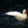 Albino duck