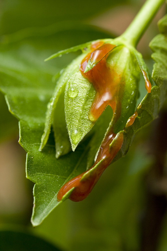 Plant Menstruation