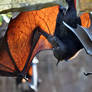 Fruit Bat : Animal Kingdom