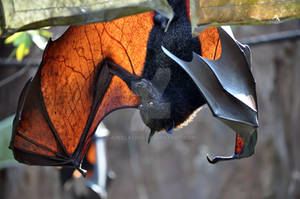 Fruit Bat : Animal Kingdom