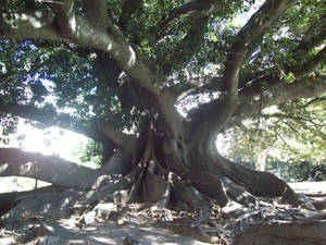 arbol de miedo