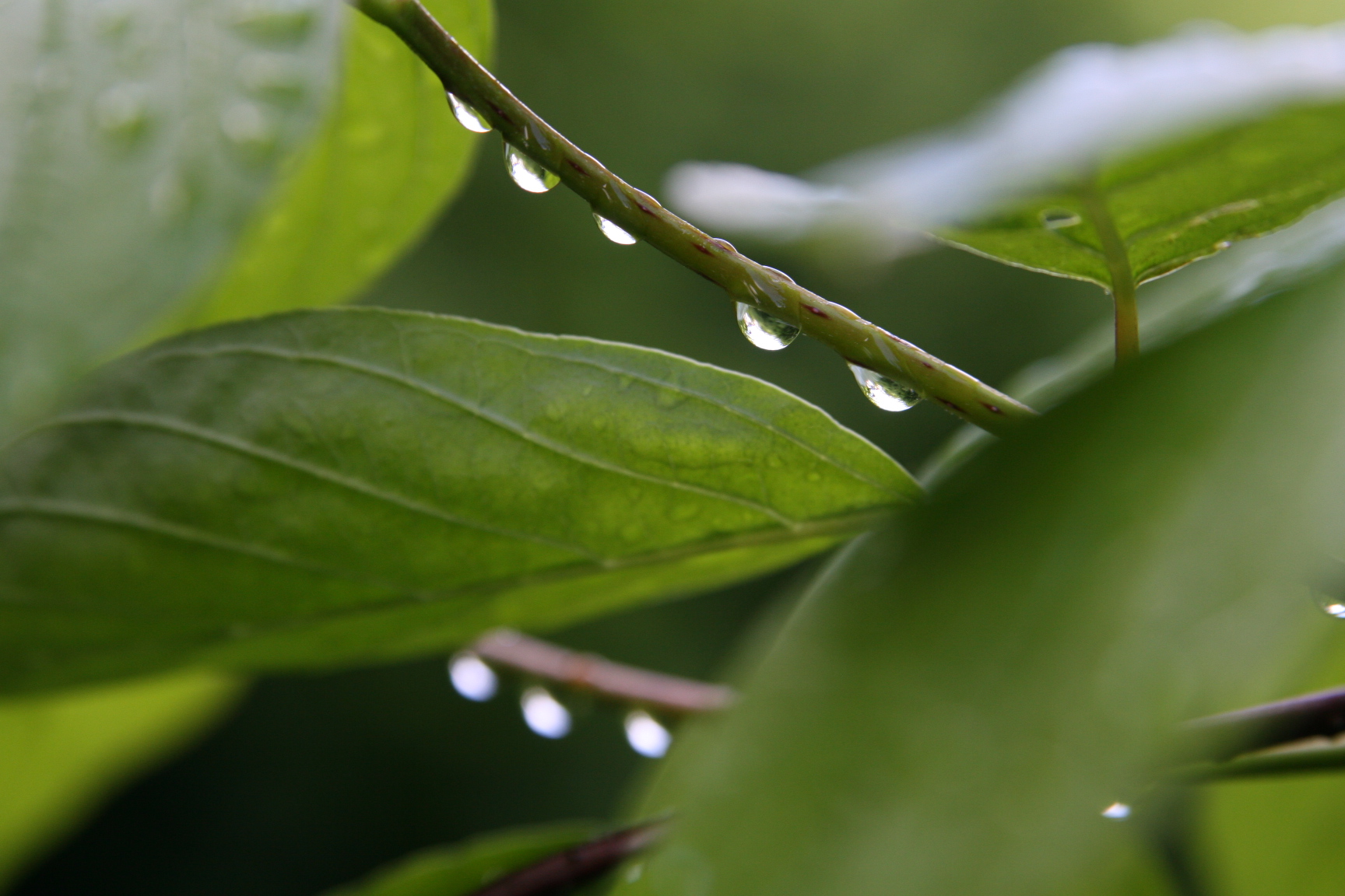 Raindrops in summer