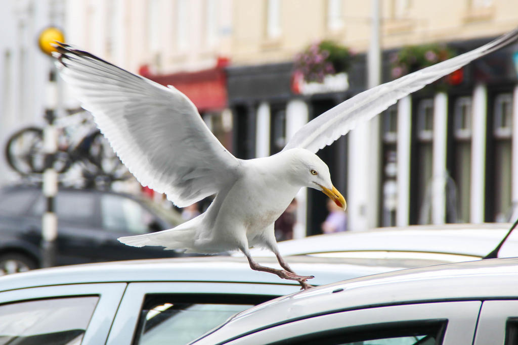 Landing