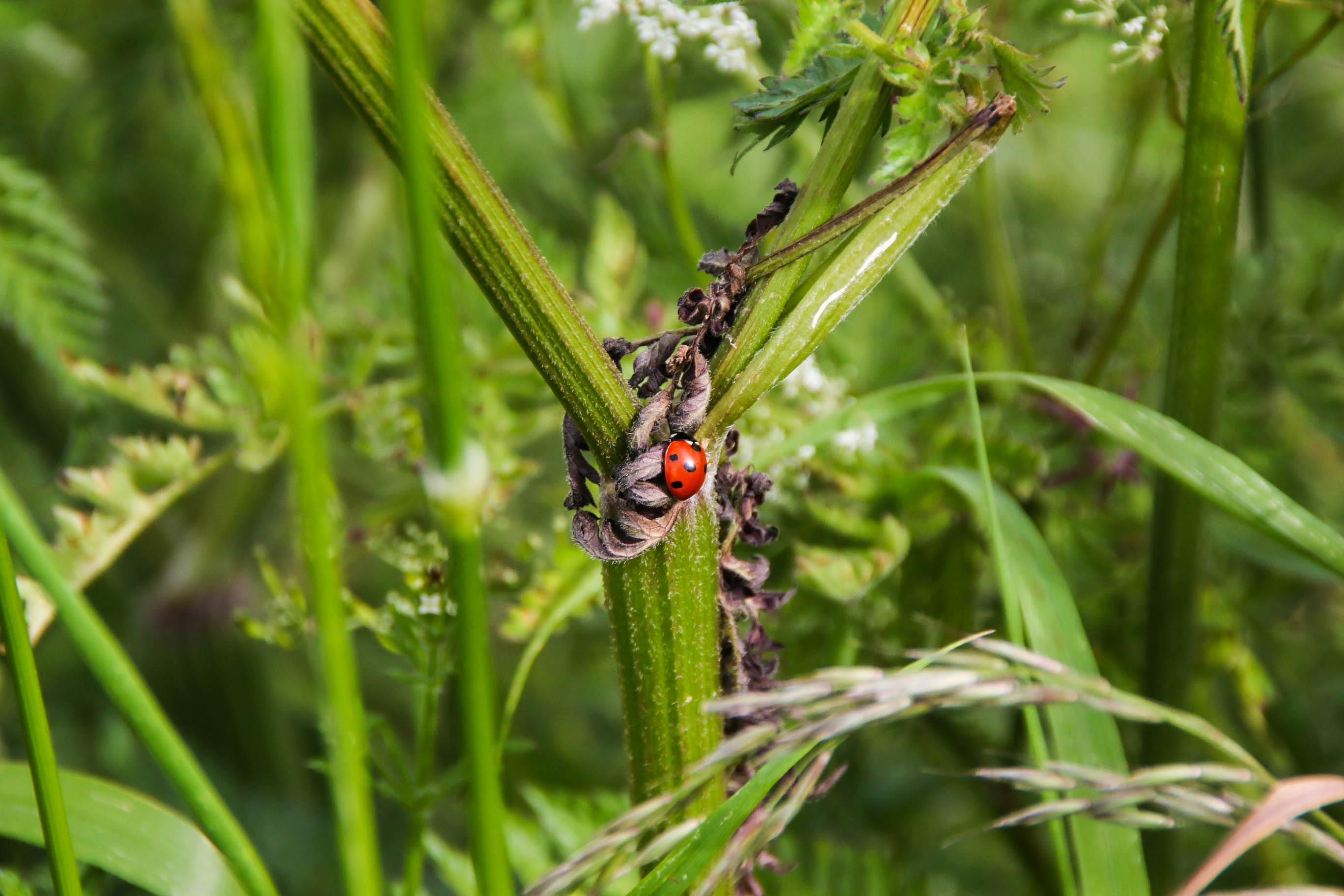 Ladybug in the green field