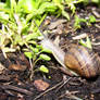 Snail