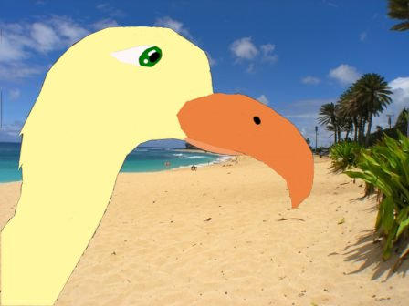 beach bird