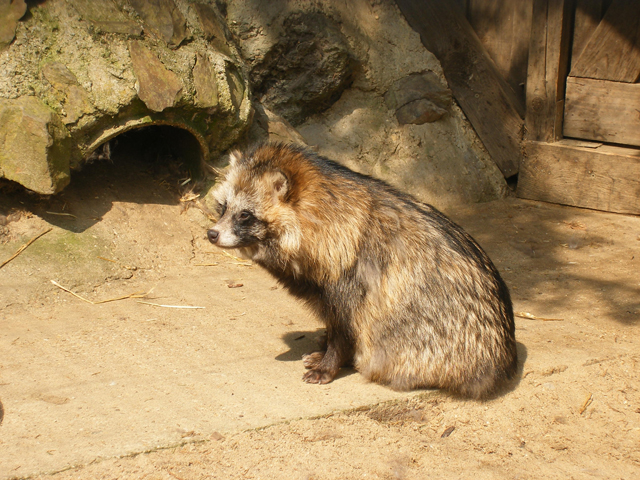 Raccoon Dog