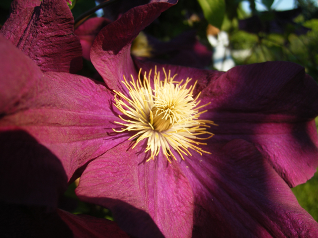 Clematis2