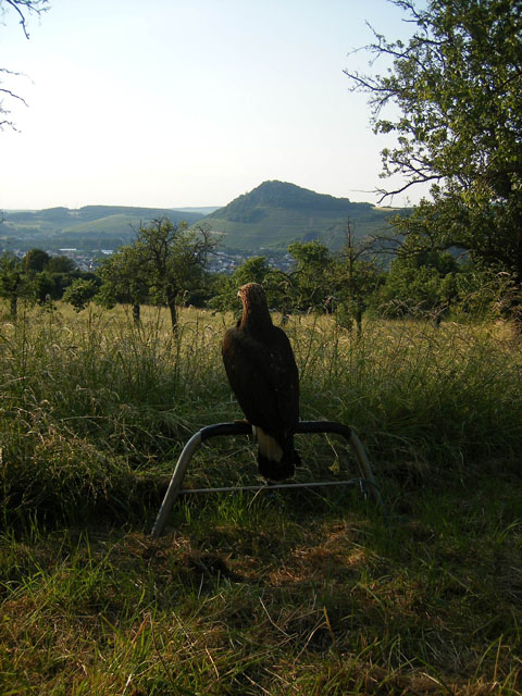 Aquila chrysaetos 13