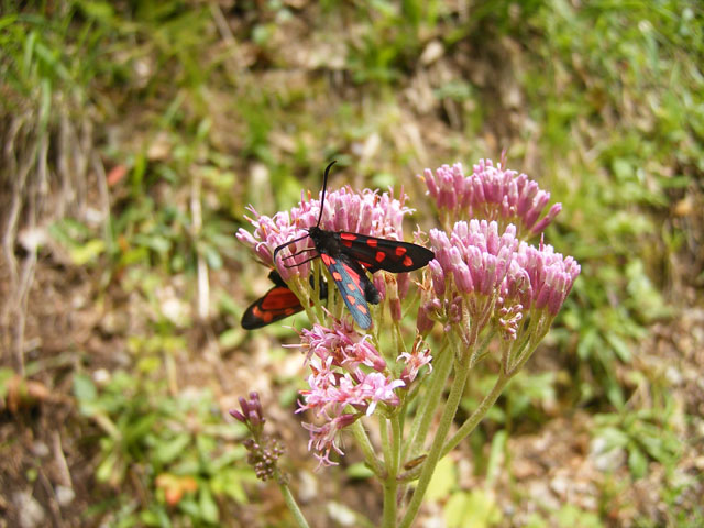 Zygaena filipendulae