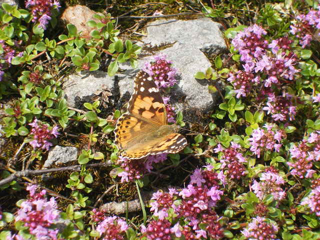 Cynthia cardui