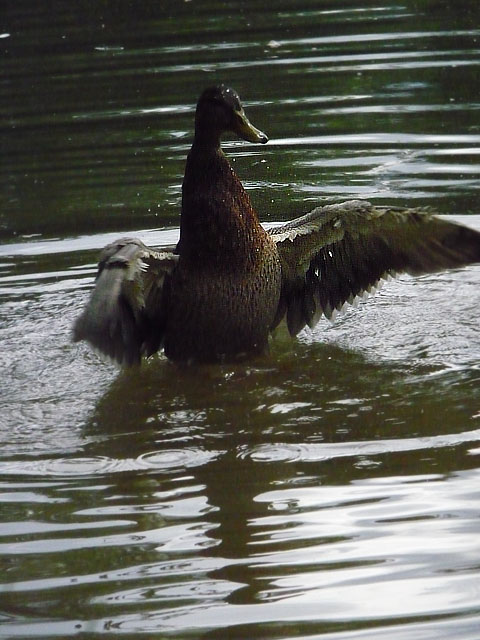 Bathing Time 7