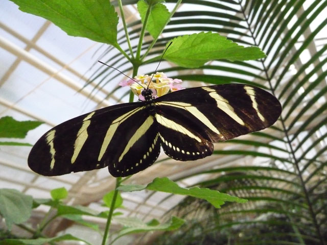 Heliconius charitonius