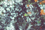 .: Autumn Reflection :. by Rare-Pearl