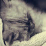 .: Sleeping Cutie :.