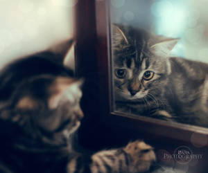 .: Mirror mirror :.