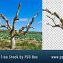 Dead Tree PNg Stock
