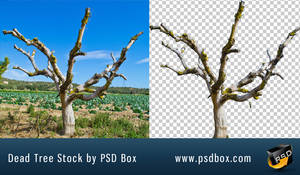Dead Tree PNg Stock