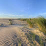 Beach Grass