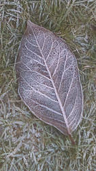 Frosted Leaf