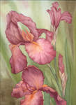 Russet Iris by louise-art