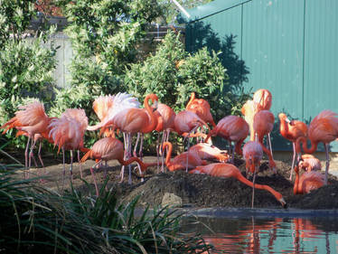 Flamingos