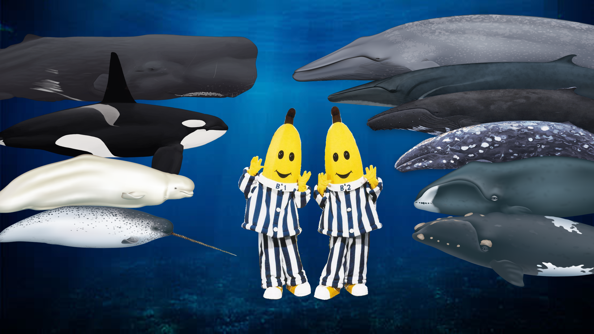 B1 and B2 from Bananas in Pyjamas meets the Whales