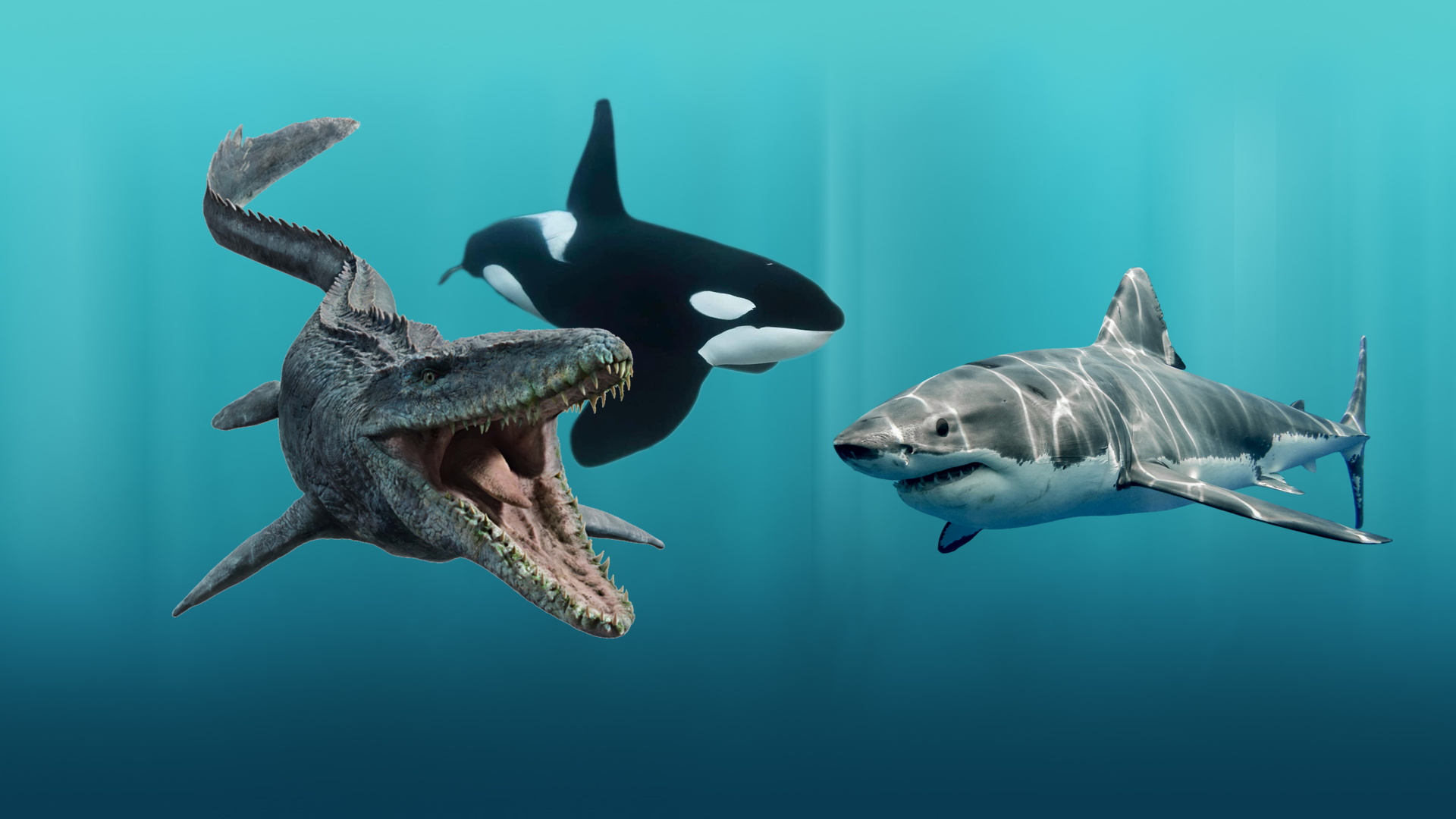 Mosasaurus and Orca hunting Great White Shark
