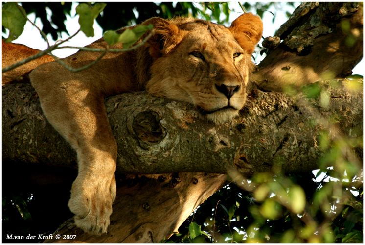 Tree climbing Lion