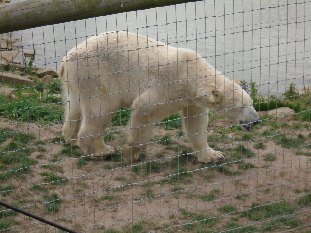 Polar Bears 008