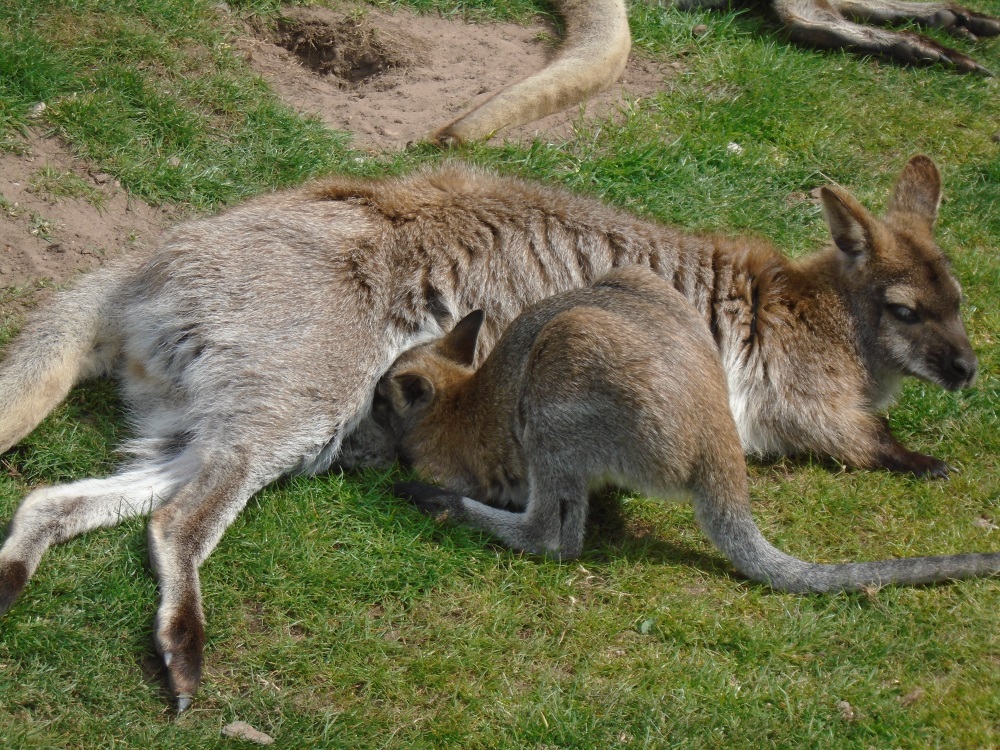 Wallaby 002