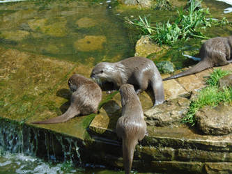 Otters - Butterfly House 009