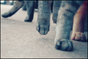 paws.