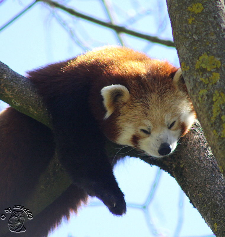 Smiling Red Panda