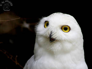 Hedwig